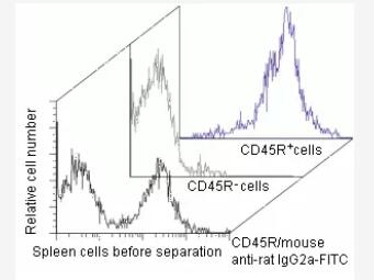 Separation of mouse spleen cells using rat anti-mouse CD45R antibody (isotype: IgG2a), Anti-Rat IgG MicroBeads, and a MiniMACS Separator with an MS Column.